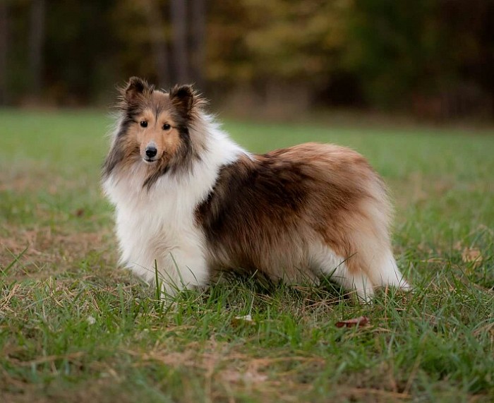 Girls of Emerson Hill's Shelties