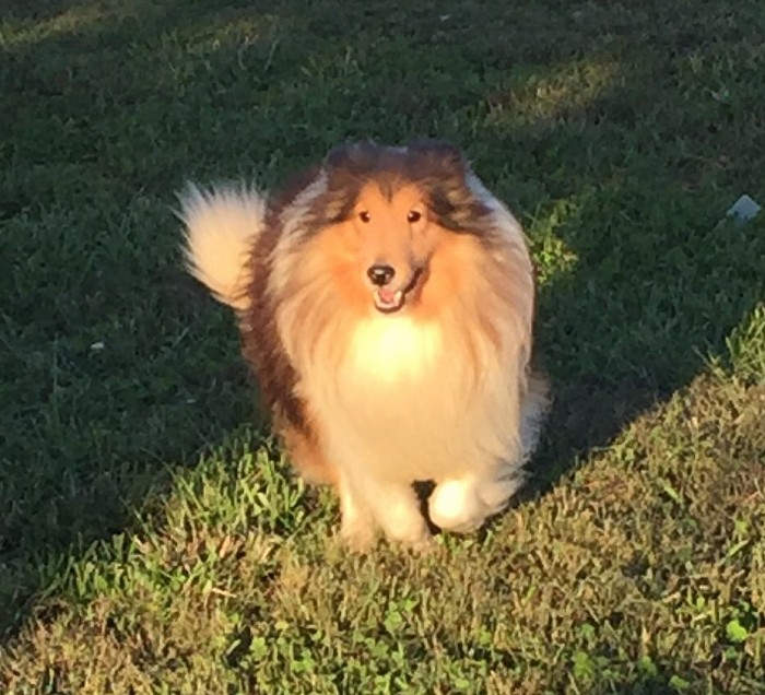 Angelic shelties clearance