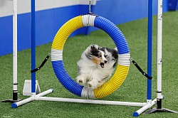 Mr Frodo Baggins, Cash x Slushy, puppy.