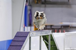 Mr Frodo Baggins, Cash & Slushy, puppy.