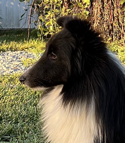 Phoebe
